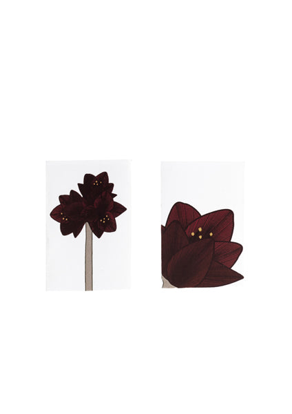 Matchbox Amaryllis