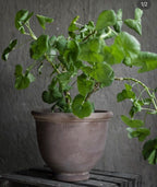 Kruka Terrakotta Topf 21x18cm