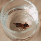 Figurglas Dackel