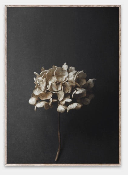 Still Life 04 Poster 50x70 hydrangea