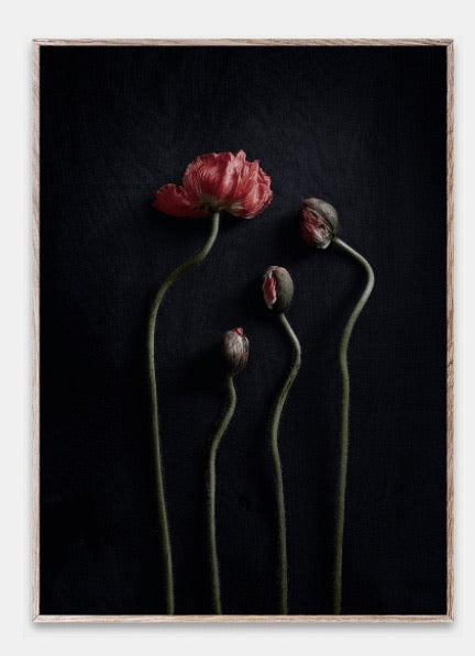 Still Life 02 Poster 50x70 Red Poppies