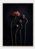Still Life 02 Poster 50x70 Red Poppies